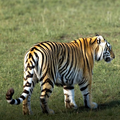 Tiger walking in green grass