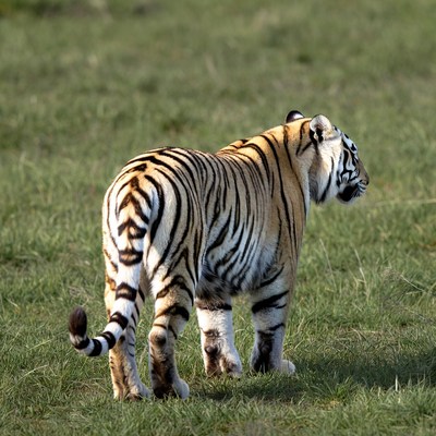 Tiger walking in green grass