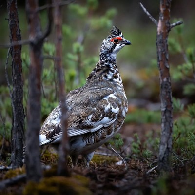 Willow Ptarmigan in Forest