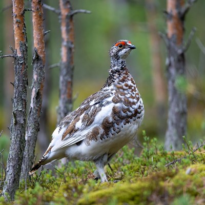 Ptarmigan standing in pine forest