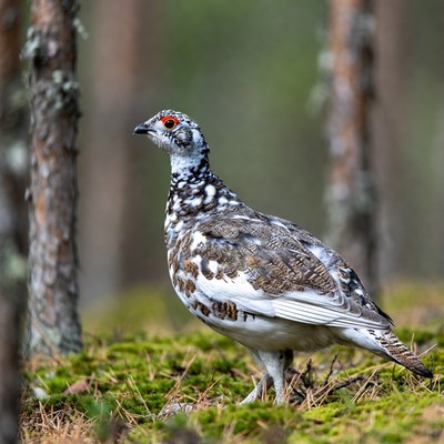 Ptarmigan standing in pine forest
