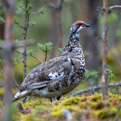 Willow Ptarmigan in Forest