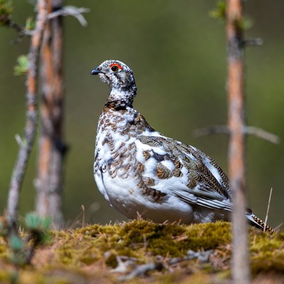 Willow Ptarmigan in forest