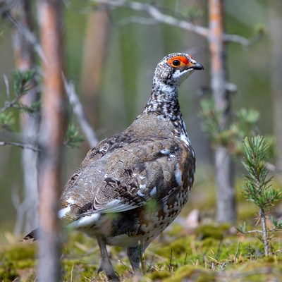 Willow Ptarmigan in Forest