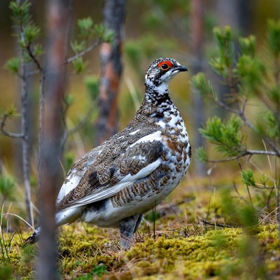 Willow Ptarmigan in Forest