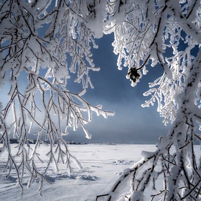 Snowy Branches Framing Frozen Lake