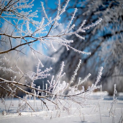 Frost-covered tree branches in snow