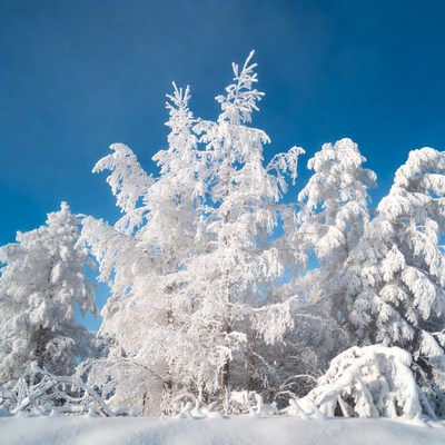 Snow-covered pine trees in winter