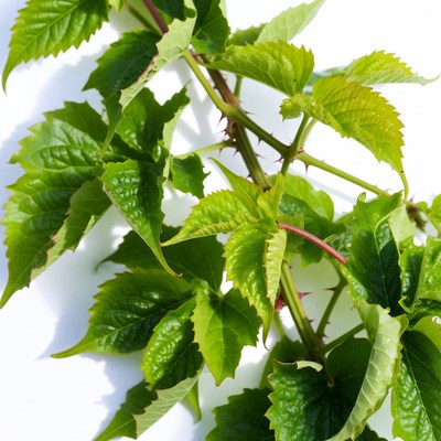 Green Bramble Vine with Thorns