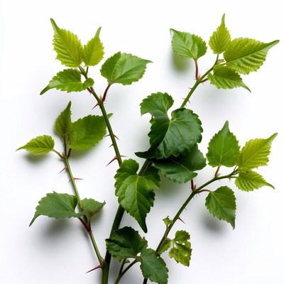 Green Stinging Nettle Plant