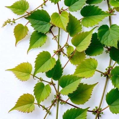 Green Boston Ivy Leaves with Berries