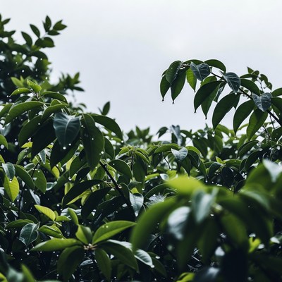Lush Green Leaves Close-Up