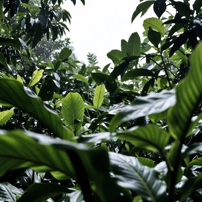 Lush Tropical Green Leaves Closeup
