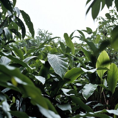Dew-covered tropical leaves in jungle