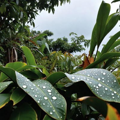Dew drops on tropical leaves
