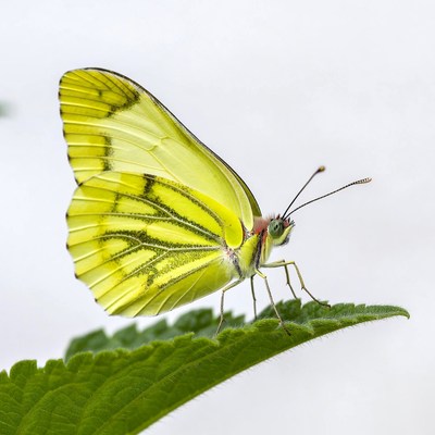 Yellow Butterfly on Green Leaf