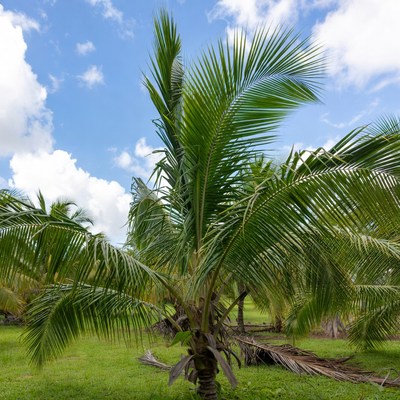 Tall Coconut Palm Tree in Grass