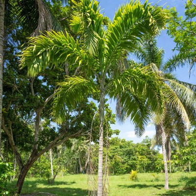 Majestic Foxtail Palm in Tropical Forest