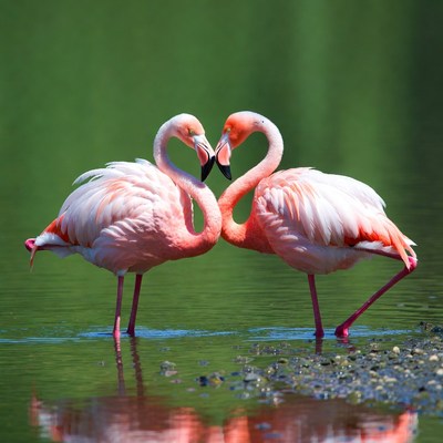 Two flamingos forming heart shape