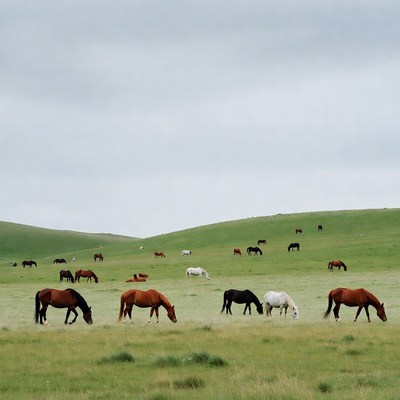 Horses grazing on green hillside