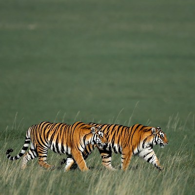 Two tigers walking in grass