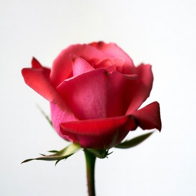 Red Rose on White Background