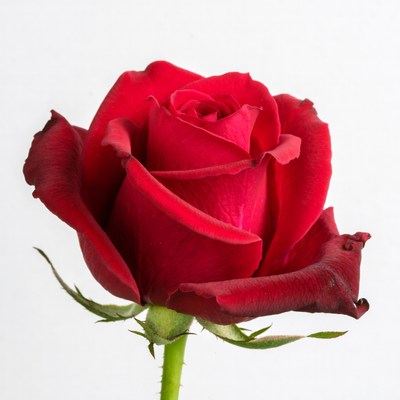 Red Rose on White Background