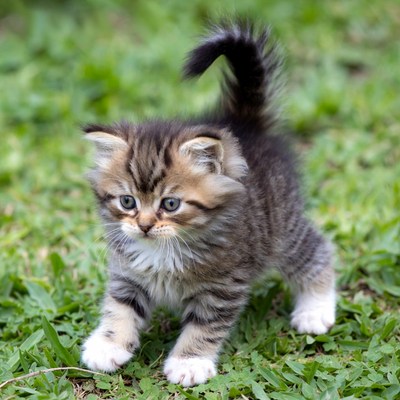Kitten playing on green grass