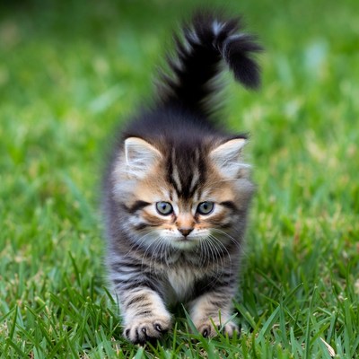 Kitten with fluffy tail on grass