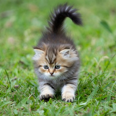 Fluffy kitten playing in grass