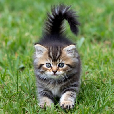 Kitten playing on green grass