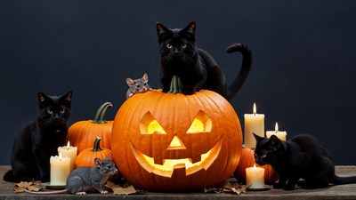 Black Cats on Halloween Jack-o-Lantern