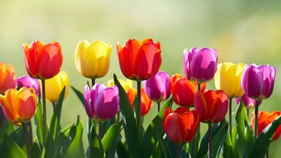 Colorful Tulips in Bloom
