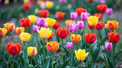 Colorful Tulips in Garden