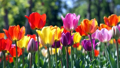 Colorful Tulips in Garden