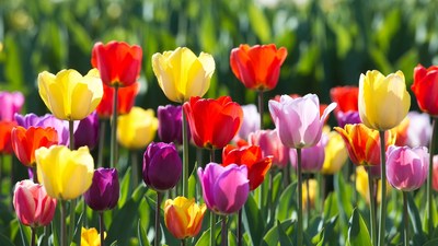 Colorful Tulips in Green Field