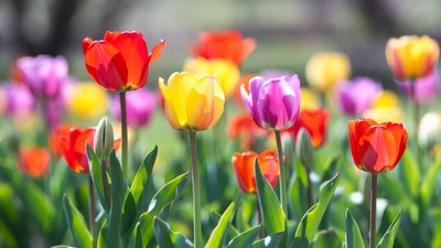Colorful Tulips in Garden