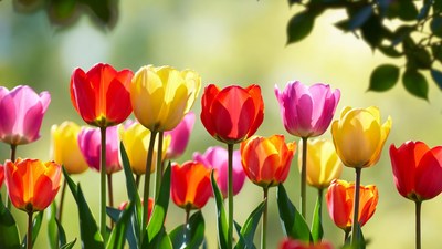 Colorful Tulips in Garden