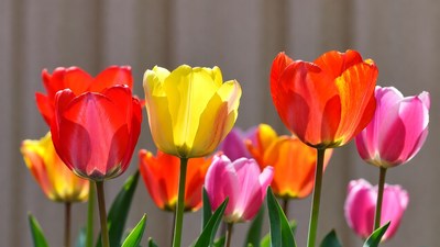 Colorful Tulips Against Wooden Fence