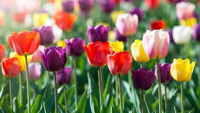 Colorful Tulips in Blooming Field