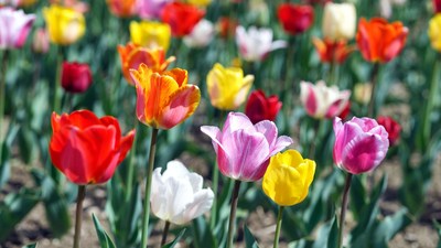 Colorful Tulips in Blooming Field