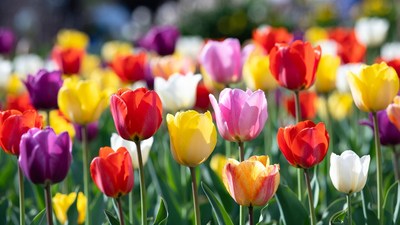 Colorful Tulips in Green Field