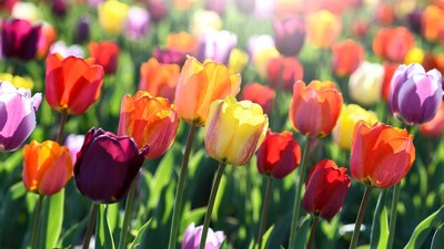 Colorful Tulip Field Blooming