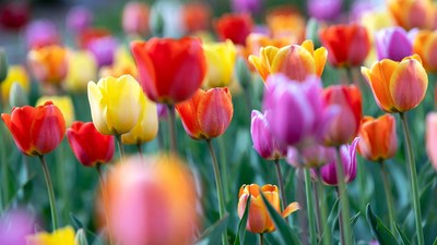 Colorful Tulips in Bloom Field