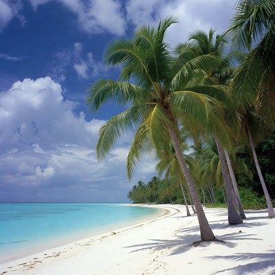 Tropical Beach with Palm Trees