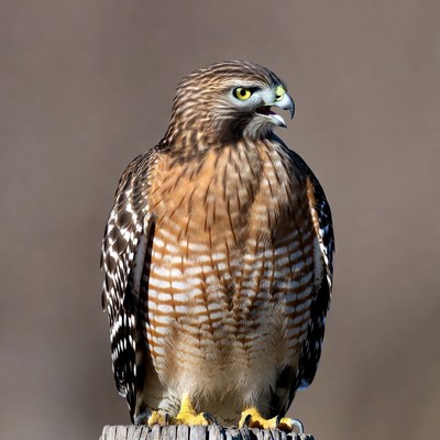 Red-shouldered Hawk on Post