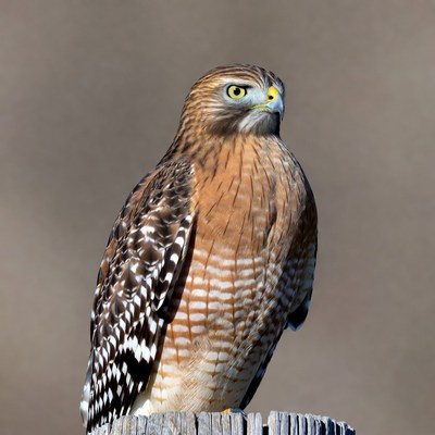 Red-tailed Hawk Perched on Post