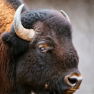 Closeup bison head with horns