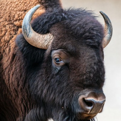 Close-up American Bison Head