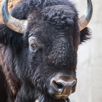 Close-up of American Bison Head